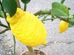 تصویر 3 از قیمت خرید بالنگ + فروش ویژه